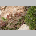 Gerald_Formentera_06-2007_045.JPG