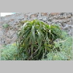 Gerald_Formentera_06-2007_055.JPG