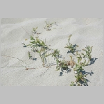Gerald_Formentera_06-2007_082.JPG
