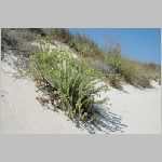 Gerald_Formentera_06-2007_083.JPG