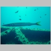 baracuda3.JPG